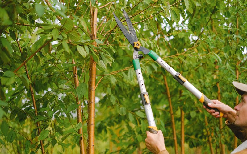 Tree trimming in Ethel, WA